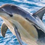 Vilamoura Dolphin Watching