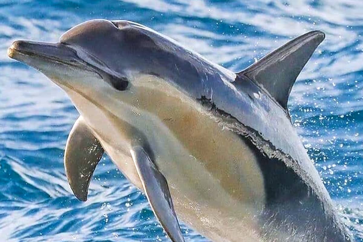 Vilamoura Dolphin Watching