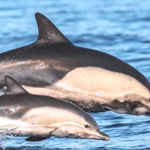 Vilamoura Dolphin Watching