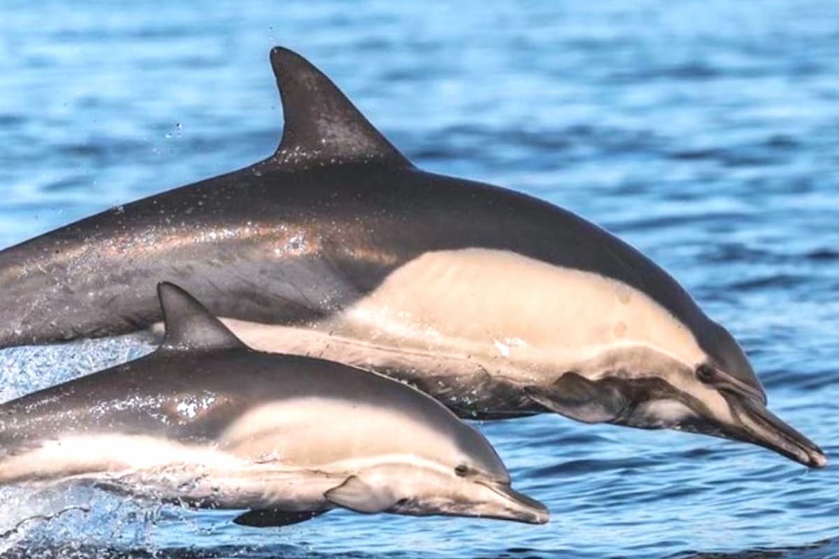 Vilamoura Dolphin Watching