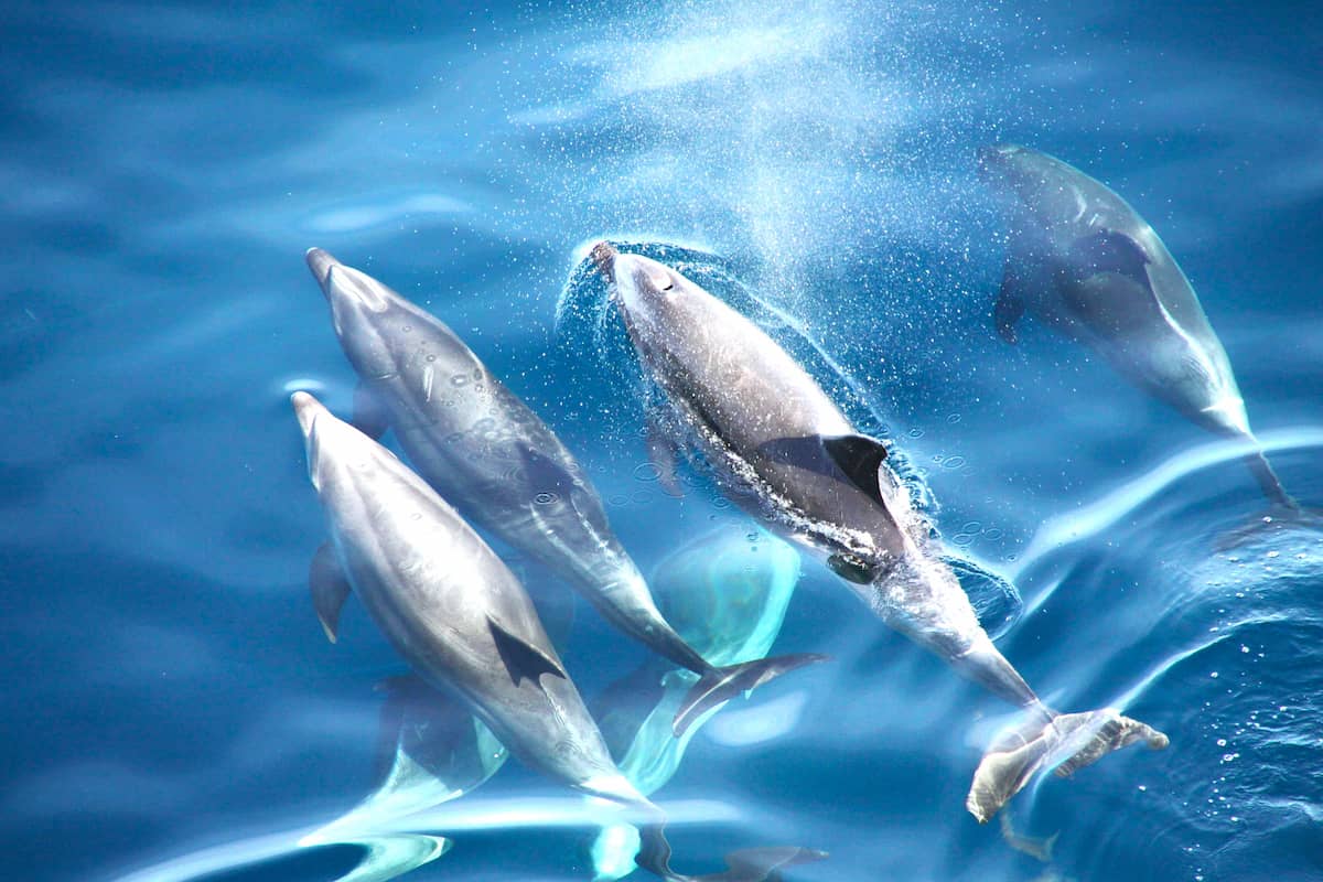 Vilamoura Benagil Boat Tour