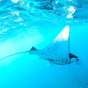 Nusa Penida Manta Point Snorkeling