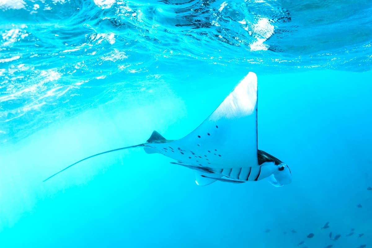 Nusa Penida Manta Point Snorkeling