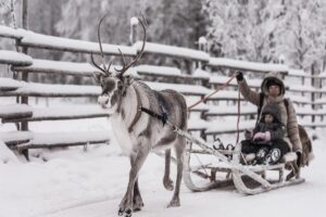 Rovaniemi Reindeer Ride