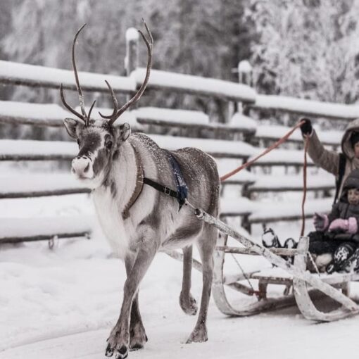 Rovaniemi Reindeer Ride