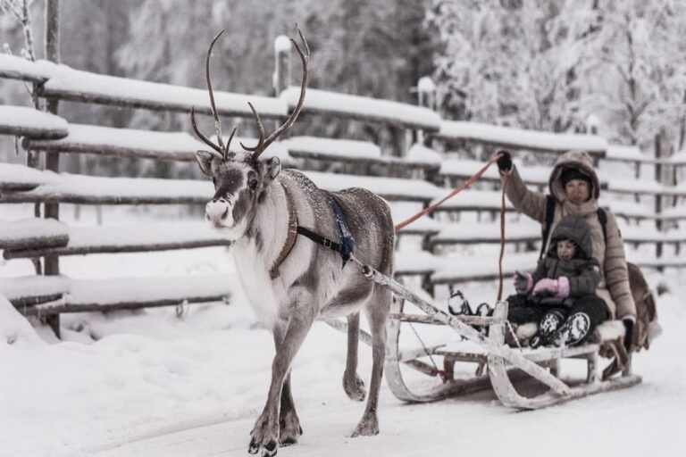 Rovaniemi Reindeer Ride
