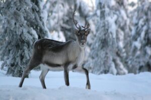 Rovaniemi Reindeer Ride