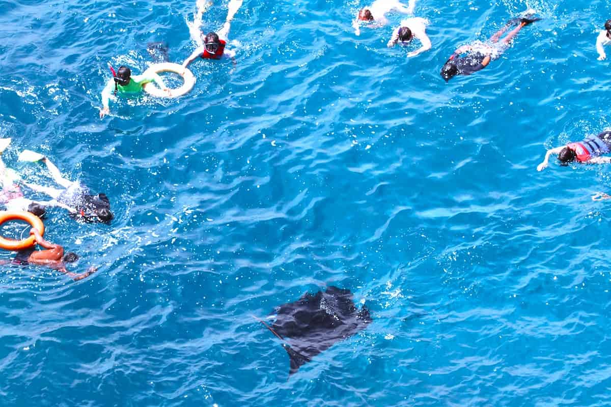 Nusa Penida Manta Point Snorkeling