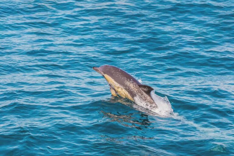 Benagil And Dolphins Portimao