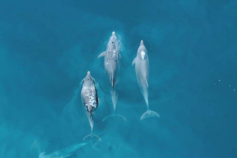 Benagil And Dolphins Portimao
