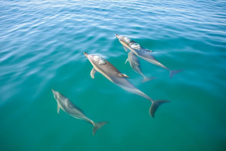 Benagil And Dolphins Portimao