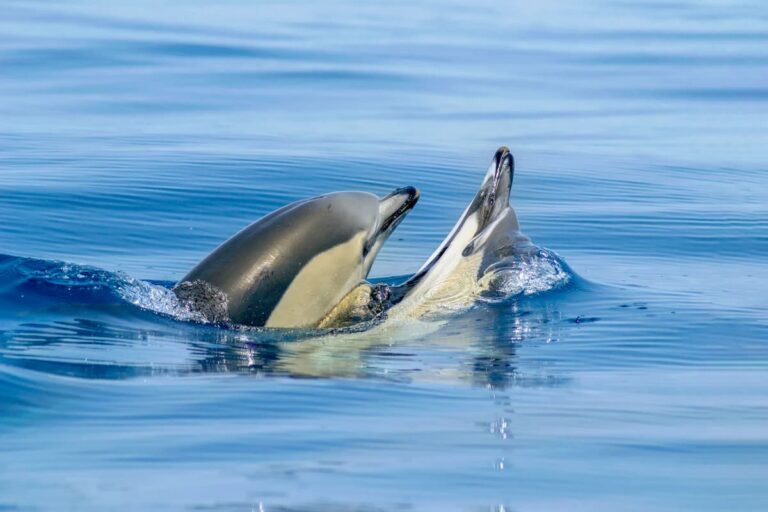 Benagil And Dolphins Vilamoura