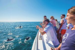 Benagil And Dolphins Albufeira
