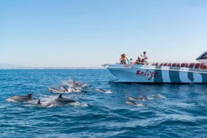Benagil And Dolphins Albufeira