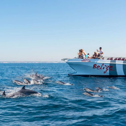 Benagil And Dolphins Vilamoura