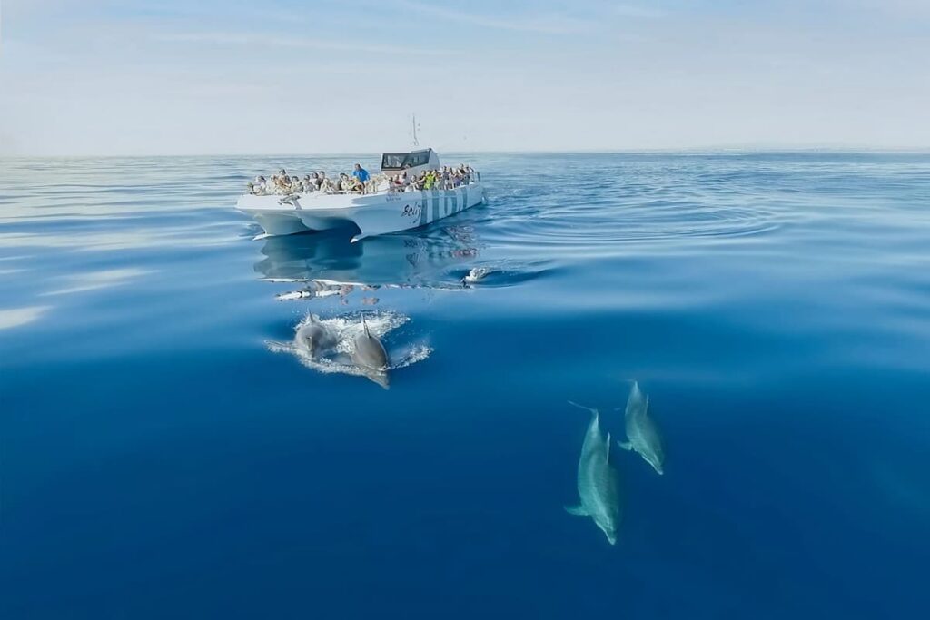 Benagil And Dolphins Vilamoura