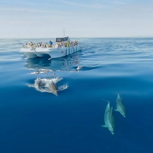 Benagil And Dolphins Vilamoura