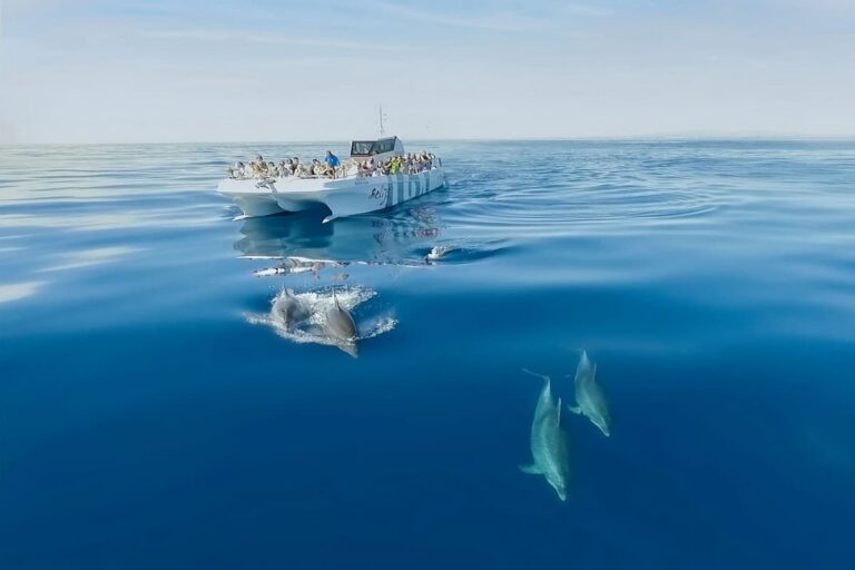Benagil And Dolphins Vilamoura