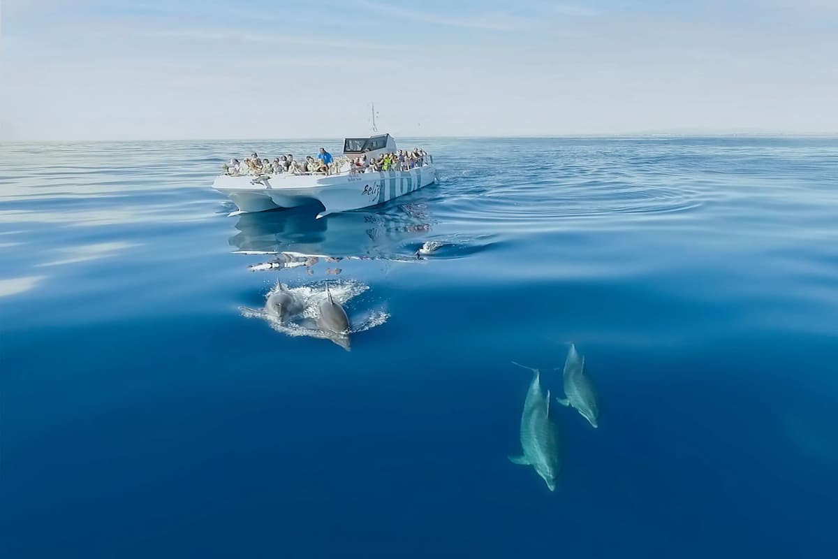 Benagil And Dolphins Vilamoura