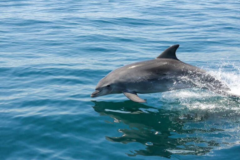 Benagil And Dolphins Albufeira