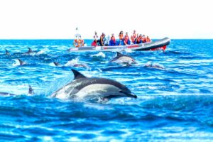 Lagos Benagil And Dolphins Boat Tour