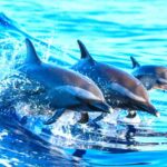 Lagos Benagil And Dolphin