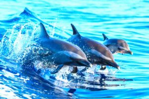 Lagos Benagil And Dolphin