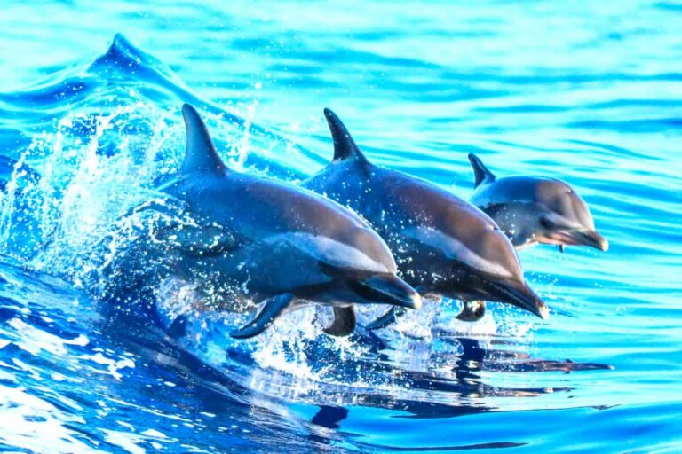 Lagos Benagil And Dolphin