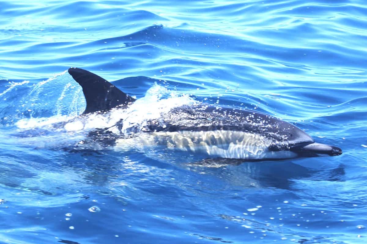 Lagos Benagil And Dolphin