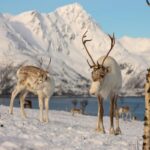 Tromso Fjord Tour